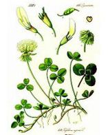     (Trifolium), 25