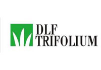 DLF Trifolium 