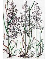 Полевица побегоносная (Trifolium) Кроми 25 кг