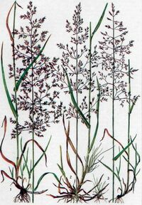 Полевица побегоносная (DLF Trifolium) Кроми 25кг