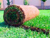 Премиум рулонный газон, 0.8 кв.м