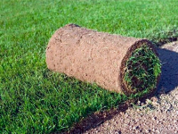 Партерный рулонный газон, 0.8 кв.м