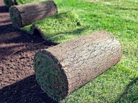 Теневыносливый рулонный газон, 0.8 кв.м