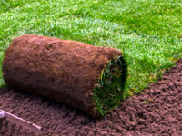 Теневой партерный рулонный газон, 0.8 кв.м